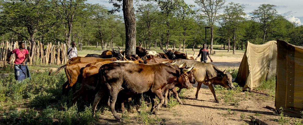 La production de viande a augmenté de 64 % depuis 2000 en Afrique © Brent Stirton-Getty Images for FAO, CIFOR, CIRAD, WCS